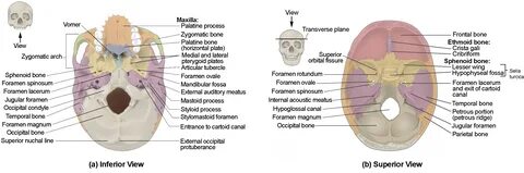 The Skull Anatomy and Physiology I