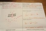 Cell Transport Review Worksheet Answers Education Template