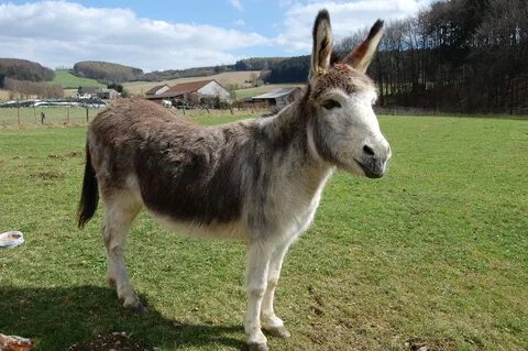 File:Donkey (Equus asinus). Apr 8 2012, Germany.jpg - Wikime