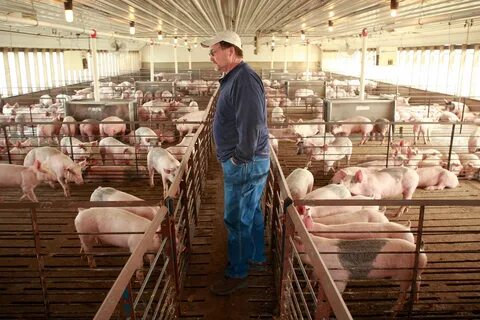 Pork Month brings optimism, challenges National Hog Farmer