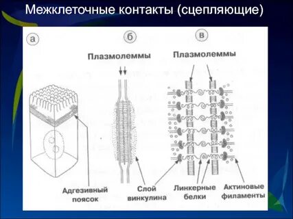 Введение в курс гистологии, эмбриологии, цитологии. Задачи и методы изучения дис