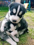 "Siberian Husky" Puppies For Sale Oregon City, OR #203264