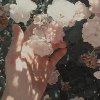 T R A G E D Y Flower aesthetic, Aesthetic photography, Aesth