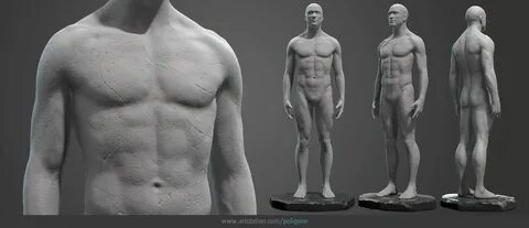 Male Anatomy Statue - polycount