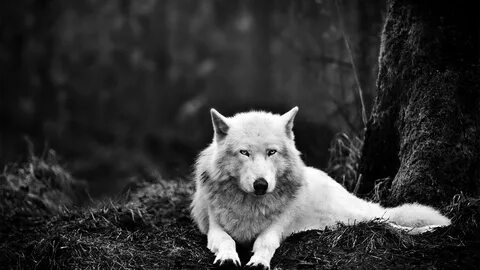 Картинка Волки White wolf Животные 2048x1152