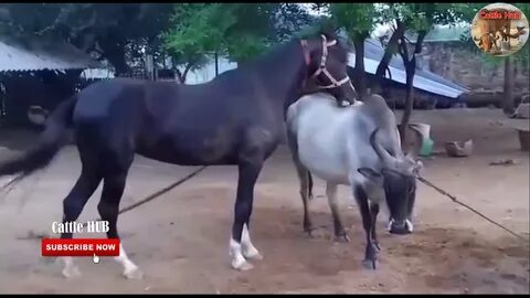 Horse Mating with Cow 2019 - YouTube