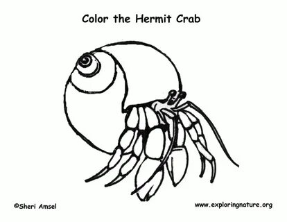 hermit crab colouring page - Clip Art Library
