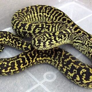Zebra Carpet Python - Phoenix Reptiles