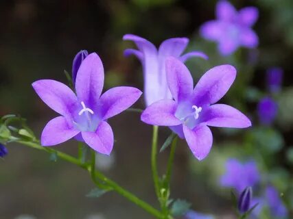 Free Images : flower, petal, botany, flora, wildflower, viol