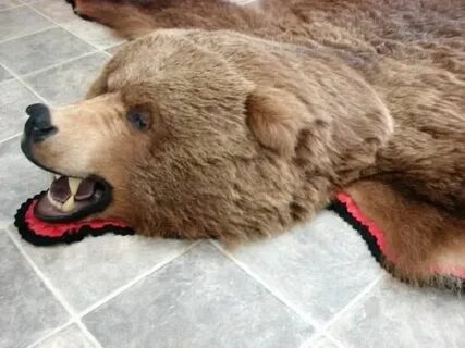 Encouraging grizzly bear rug Photographs, awesome grizzly be