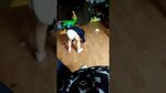 2 year old baby dancing in diaper (twerking) hilariousness -