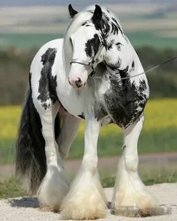 A Collection Of Draft Horses To Make You Swoon Clydesdale ho