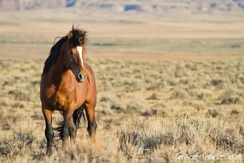 Photographing the Wild Mustangs of the Big Horn Basin, Wyomi