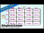 Punnett Squares and a Dihybrid Cross Video for 7th - 12th Gr
