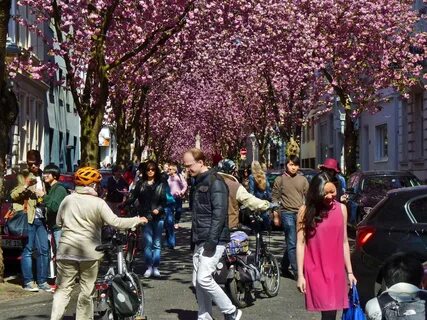 21 best photos of Cherry Blossom in the old town of Bonn, Ge