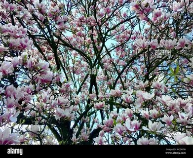 Photos of japanese magnolia tree