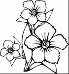 Sampaguita Flower Drawing at PaintingValley.com Explore coll