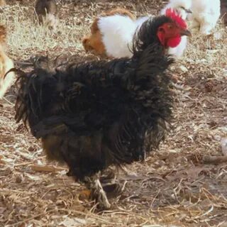 Frizzle Cochin Bantams (With images) Pet chickens, Cochin ch