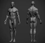 adam skutt - Male Anatomy Ref