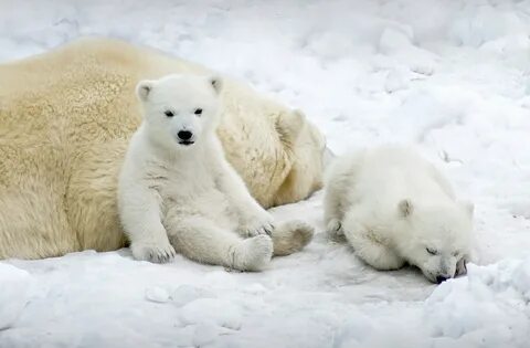 Polar Bear Cubs Just Chilling - Imgur