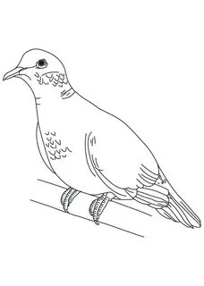 Dove Outline Drawing Related Keywords & Suggestions - Dove O