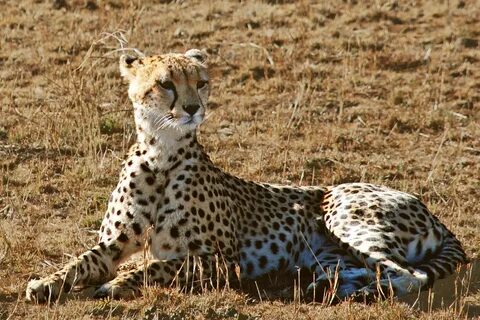 Cheetah in the Wild - Brilliant Creation