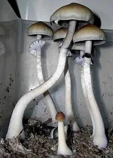 Psilocybe subcubensis grow from Ecuador - Fungi: Magic Mushr