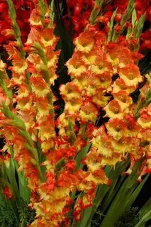 How to Plant & Care for Gladiolus Garden Design