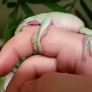 DuDe'S fInGeR iS mUrDeReD By A FuCkInG fRoG - GIF on Imgur