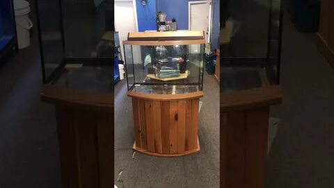 36 gallon Bowfront aquarium fish tank complete $200 - YouTub