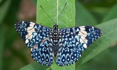 papillon-Costa-Rica. (mit Bildern) Schmetterling, Bienen
