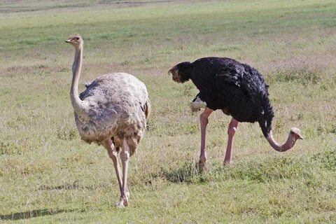 File:Struthio camelus -Ngorongoro Conservation Area, Tanzani