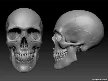 Daniel Akik 3D Portfolio Skull pictures, Skull reference, Sk
