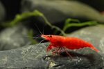 Креветка Красный огонь (Neocaridina Red Fire Shrimp) купить 