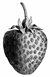 Vintage Strawberry Free Clip Art Illustration Clip art vinta