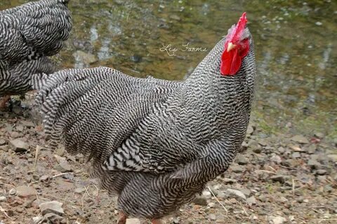 The Plymouth Rock Breeders thread Page 252 BackYard Chickens
