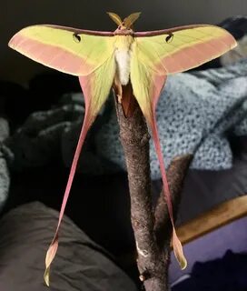 Chinese Luna Moth: Identification, Life Cycle, Facts & Pictu