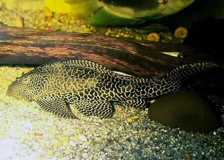 Pterygoplichthys gibbiceps leopard Pleco Zierfische, Aquariu