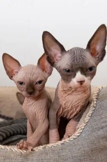 gorgeous Sphynx kittens for sale. Offer Bedfordshire United 