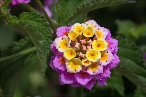 Lantana camara - Изображение особи - Плантариум