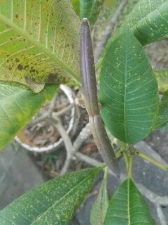 There's a seed pod on my plumeria! Seed pods, Plumeria, Plum