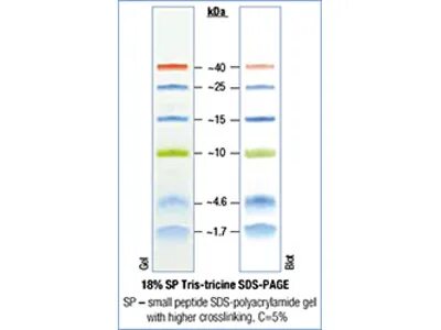 Prestained Protein Ladders Biocompare