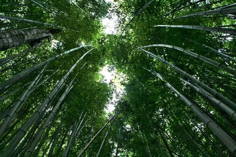 Green tropical bamboo forest free image download