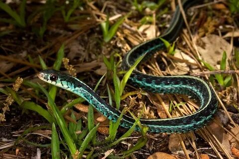 Blue-Striped Garter Snake Rich Leighton Snake, Types of snak