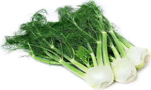 Organic Fennel Information and Facts
