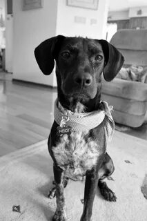 German Shorthaired Pointer Lab Mix at Craigslist