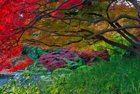 Download mobile wallpaper Tree, Fall, Garden, Man Made, Japanese Garden for...