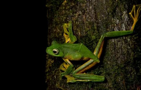 Photo wallpaper animals, eyes, macro, pose, tree, frog, legs, bark, black b...