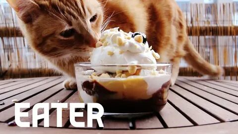 Cute Cat Eats Big Gay 'Salty Pimp' Sundae - YouTube