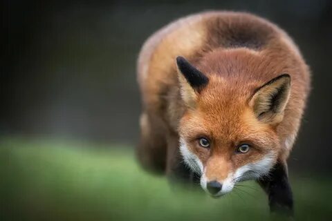 Picture Foxes Glance Animals Staring Милые Животные, Дикие Животные, Фильм ...